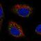 Synaptogyrin 4 antibody, HPA059286, Atlas Antibodies, Immunofluorescence image 