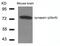 Synapsin I antibody, GTX50292, GeneTex, Western Blot image 