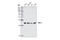 Chromobox 5 antibody, 2616S, Cell Signaling Technology, Western Blot image 