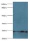 Nucleolar Protein 3 antibody, LS-C370045, Lifespan Biosciences, Western Blot image 