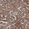 Cytochrome c oxidase subunit 4 isoform 1, mitochondrial antibody, AMAb91173, Atlas Antibodies, Immunohistochemistry frozen image 