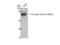 RAD17 Checkpoint Clamp Loader Component antibody, STJ91363, St John