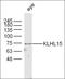 Interferon Regulatory Factor 2 antibody, orb184381, Biorbyt, Western Blot image 