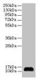 Small Nuclear Ribonucleoprotein D2 Polypeptide antibody, LS-B11357, Lifespan Biosciences, Western Blot image 