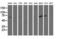 Myotubularin Related Protein 14 antibody, LS-C115678, Lifespan Biosciences, Western Blot image 