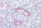 Phospholipase A2 Group IVA antibody, MBS244407, MyBioSource, Immunohistochemistry frozen image 