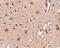 Autophagy Related 12 antibody, PA5-20463, Invitrogen Antibodies, Immunohistochemistry frozen image 