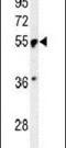 Pre-MRNA Processing Factor 19 antibody, PA5-24797, Invitrogen Antibodies, Western Blot image 