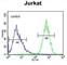 Proline Rich And Gla Domain 3 antibody, abx025806, Abbexa, Western Blot image 