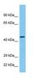  antibody, orb325086, Biorbyt, Western Blot image 