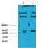 Gamma-Aminobutyric Acid Type A Receptor Alpha3 Subunit antibody, STJ97569, St John