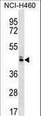 Olfactory Receptor Family 52 Subfamily N Member 5 antibody, LS-C163224, Lifespan Biosciences, Western Blot image 