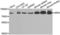 Moesin antibody, LS-C331960, Lifespan Biosciences, Western Blot image 