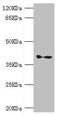 Ganglioside Induced Differentiation Associated Protein 1 antibody, LS-C675806, Lifespan Biosciences, Western Blot image 