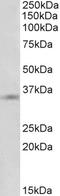 Annexin A1 antibody, EB09185, Everest Biotech, Western Blot image 