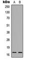 Granzyme M antibody, orb256580, Biorbyt, Western Blot image 