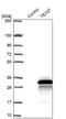 Testis Expressed 37 antibody, PA5-60573, Invitrogen Antibodies, Western Blot image 