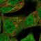 TNF Alpha Induced Protein 2 antibody, NBP2-55173, Novus Biologicals, Immunofluorescence image 