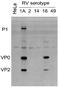 Rhinovirus VP3 antibody, 18758, QED Bioscience, Western Blot image 