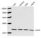 Hydroxysteroid 17-Beta Dehydrogenase 10 antibody, LS-C203021, Lifespan Biosciences, Western Blot image 