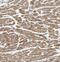 Guanylate Cyclase 2F, Retinal antibody, FNab03729, FineTest, Immunohistochemistry frozen image 