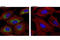 Dynamin 1 Like antibody, 4494S, Cell Signaling Technology, Immunocytochemistry image 