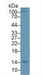 Alpha Hemoglobin Stabilizing Protein antibody, MBS2006345, MyBioSource, Western Blot image 