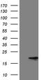 Membrane Magnesium Transporter 1 antibody, LS-C795793, Lifespan Biosciences, Western Blot image 