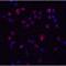 Interleukin 11 antibody, LS-B13099, Lifespan Biosciences, Immunofluorescence image 