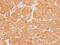 Protein Kinase C Zeta antibody, GTX111598, GeneTex, Immunohistochemistry paraffin image 