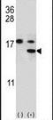 S100 Calcium Binding Protein A11 antibody, PA5-12412, Invitrogen Antibodies, Western Blot image 