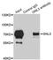 G Protein Nucleolar 3 antibody, LS-C335674, Lifespan Biosciences, Immunoprecipitation image 