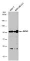 Ring Finger Protein 43 antibody, PA5-78515, Invitrogen Antibodies, Western Blot image 