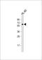 Kelch Like Family Member 3 antibody, 58-966, ProSci, Western Blot image 