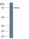 CUB Domain Containing Protein 1 antibody, MBS2027001, MyBioSource, Western Blot image 