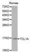T Cell Leukemia/Lymphoma 1A antibody, abx000786, Abbexa, Western Blot image 