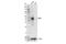 MAF BZIP Transcription Factor B antibody, 41019S, Cell Signaling Technology, Western Blot image 