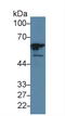 General Transcription Factor IIE Subunit 1 antibody, LS-C374143, Lifespan Biosciences, Western Blot image 