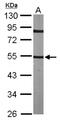 Tubulin Alpha 4a antibody, NBP1-31392, Novus Biologicals, Western Blot image 