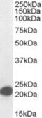 MYC Associated Factor X antibody, NB100-793, Novus Biologicals, Western Blot image 