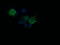 HRas Proto-Oncogene, GTPase antibody, LS-C174463, Lifespan Biosciences, Immunofluorescence image 
