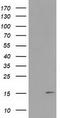 Retrotransposon Gag Like 8B antibody, LS-C172512, Lifespan Biosciences, Western Blot image 