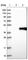 Torsin Family 1 Member B antibody, HPA013697, Atlas Antibodies, Western Blot image 