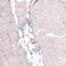 Thrombospondin Type 1 Domain Containing 7A antibody, AMAb91234, Atlas Antibodies, Immunohistochemistry frozen image 