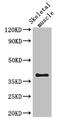 Solute Carrier Family 29 Member 1 (Augustine Blood Group) antibody, CSB-PA857875LA01HU, Cusabio, Western Blot image 