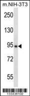 GRAM Domain Containing 1A antibody, 57-395, ProSci, Western Blot image 