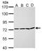 P21 (RAC1) Activated Kinase 6 antibody, PA5-34938, Invitrogen Antibodies, Western Blot image 
