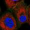 Growth Arrest Specific 2 Like 1 antibody, HPA019858, Atlas Antibodies, Immunofluorescence image 