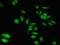 Paraoxonase 2 antibody, orb51530, Biorbyt, Immunofluorescence image 