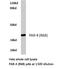 F2R Like Thrombin Or Trypsin Receptor 3 antibody, LS-C177422, Lifespan Biosciences, Western Blot image 